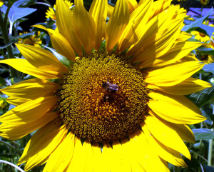 Eine Biene auf einer Sonnenblume