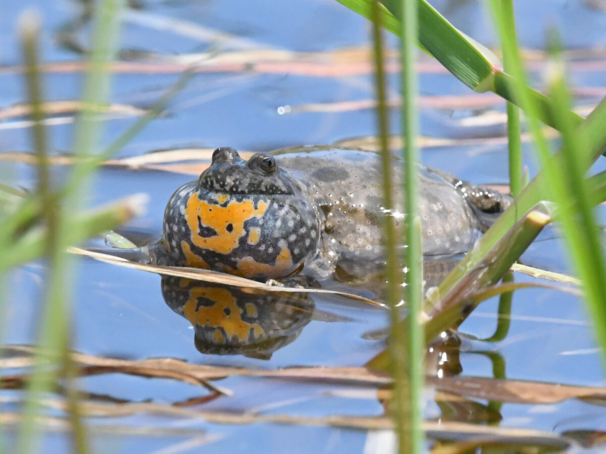 Großartiger Naturschutzerfolg auf der Insel Rügen: Stark gefährdete „Feuerkröte“ nach Renaturierung in Schwarbe nachgewiesen